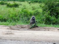 Rencontre sur la route vers Bwindi